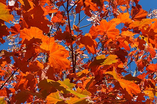 Image of red autumn maple leaves
